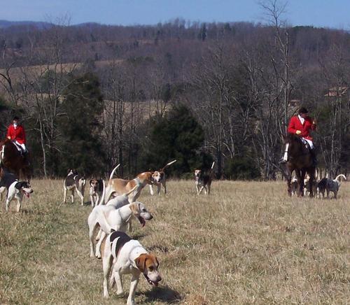 Hunting Hounds