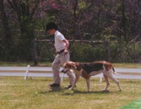 Rockbridge Cricket
